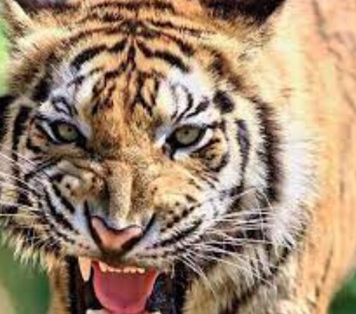 पौड़ी गढ़वाल में फिर दिखा गुलदार का आतंक, टैंट में घुसकर बच्चे पर हमला